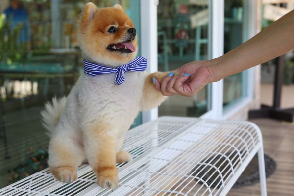 West Hartford Pets