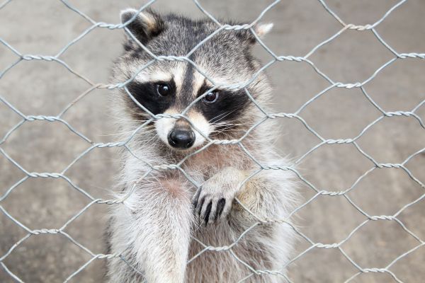 West Hartford Wildlife Removal