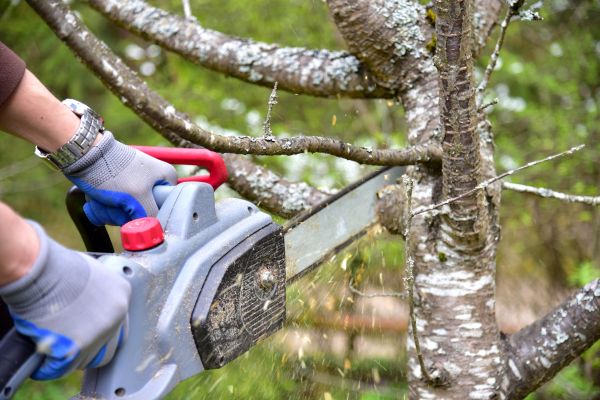 West Hartford Tree Trimming