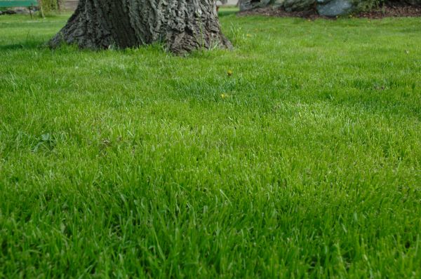 West Hartford Lawn Treatment